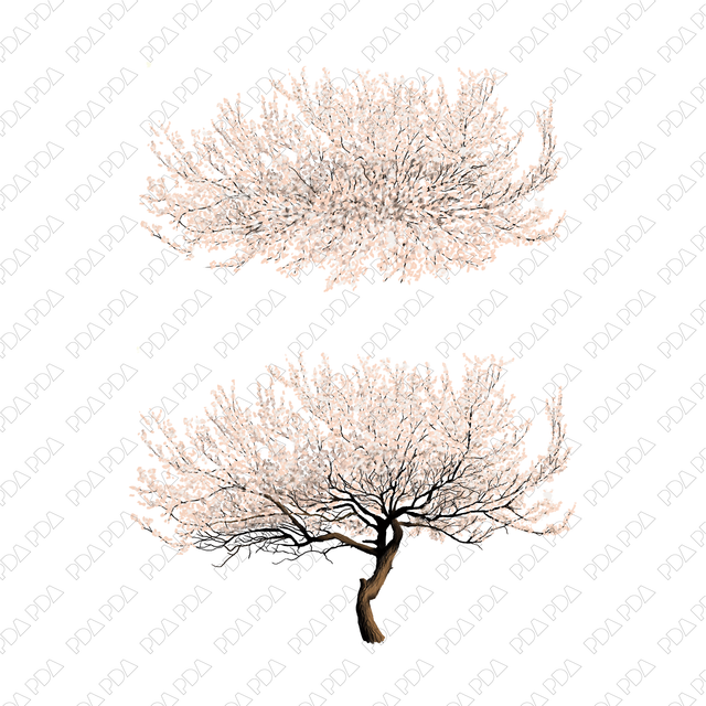 PNG Ornamental Trees - Sakura, Plum, Almond (Topview + Sideview)