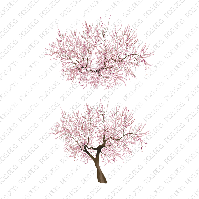 PNG Sakura, Plum, Almond in Top and Front Views - Post Digital Architecture — Free and Affordable Resources for Architects