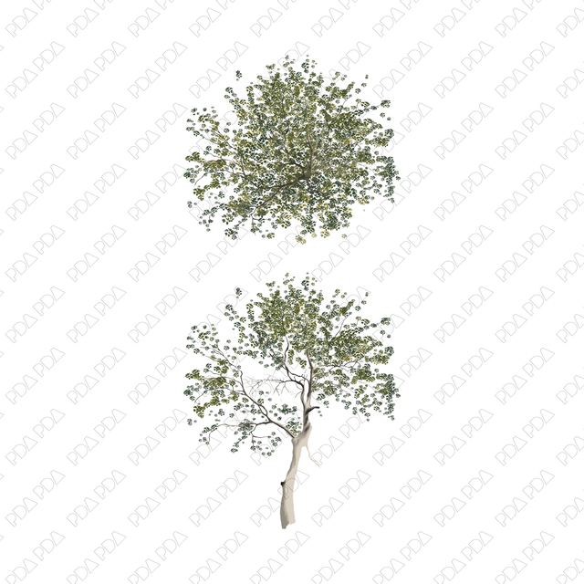 PNG Japanese Style Birch Trees (Topview + Sideview)