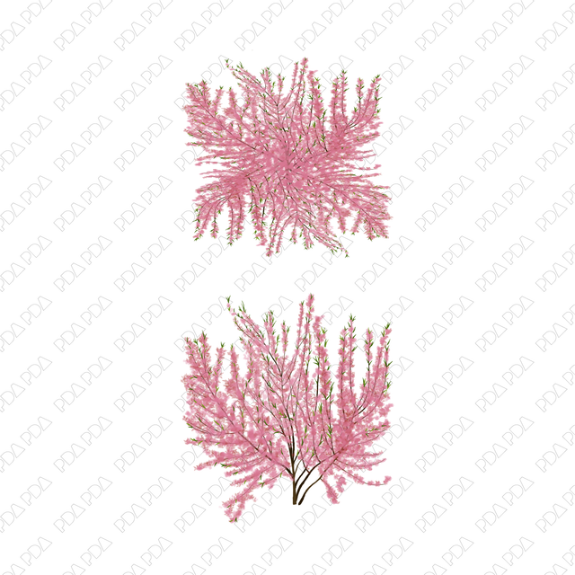 PNG Sakura, Plum, Almond in Top and Front Views - Post Digital Architecture — Free and Affordable Resources for Architects