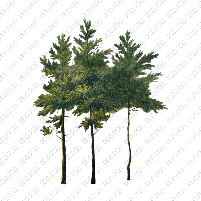 Artcutout Trees Multi-Pack (50 PNGs) - Post Digital Architecture — Free and Affordable Resources for Architects