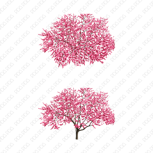 PNG Sakura, Plum, Almond in Top and Front Views - Post Digital Architecture — Free and Affordable Resources for Architects