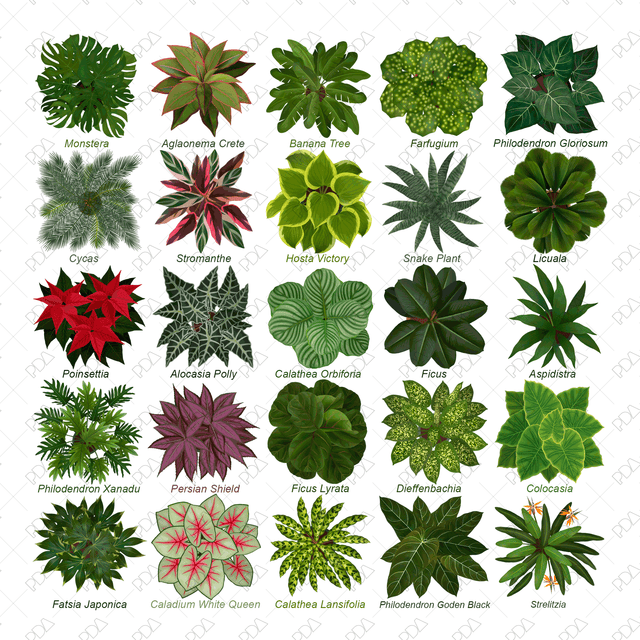 PNG Houseplants with Large Leaves in Top View - Post Digital Architecture — Free and Affordable Resources for Architects