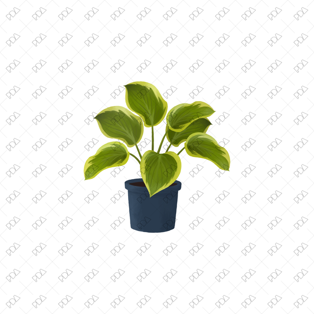 PNG Houseplants with Large Leaves in Front and Side Views - Post Digital Architecture — Free and Affordable Resources for Architects