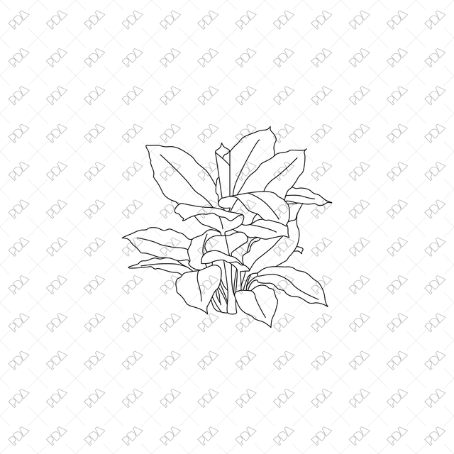 CAD, Vector, PNG Large Leaves Plants Multi-Pack (Front + Side view) - Post Digital Architecture — Free and Affordable Resources for Architects