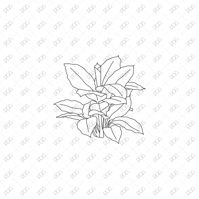 CAD, Vector, PNG Large Leaves Plants Multi-Pack (Front + Side view)