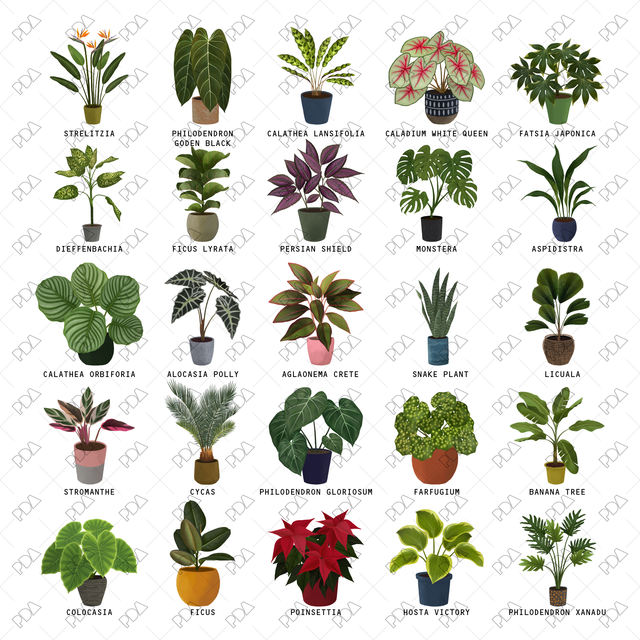 PNG Houseplants with Large Leaves in Front and Side Views - Post Digital Architecture — Free and Affordable Resources for Architects