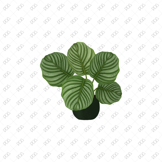 PNG Houseplants with Large Leaves in Front and Side Views - Post Digital Architecture — Free and Affordable Resources for Architects