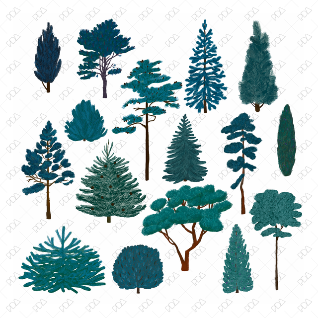 Hand Drawn Coniferous Trees
