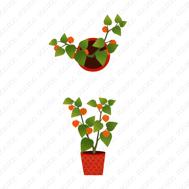 Indoor Plants Multi-Pack (Top View and Side View)