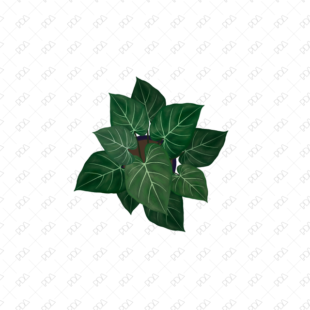PNG Houseplants with Large Leaves in Top View