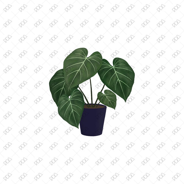 PNG Houseplants with Large Leaves in Front and Side Views - Post Digital Architecture — Free and Affordable Resources for Architects