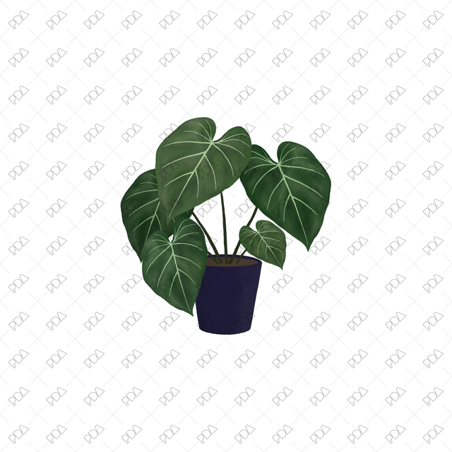 PNG Houseplants with Large Leaves in Front and Side Views