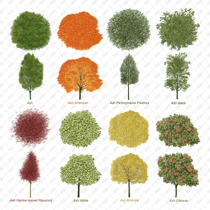 PNG Ash Trees Set - Top & Front Views