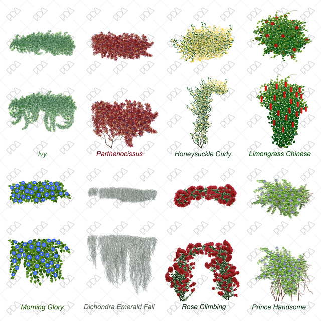 PNG Climbing Plants Set (Top and front view)