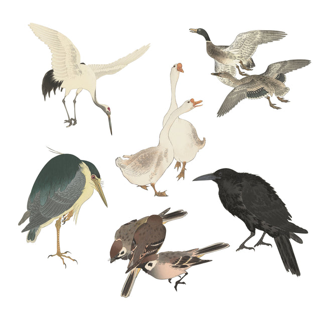 PNG Cutout Birds Set (FREE)