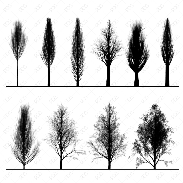 PNG Cypress Trees Silhouettes Set - Post Digital Architecture — Free and Affordable Resources for Architects
