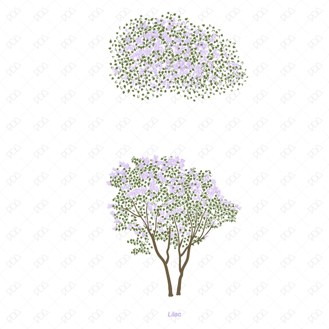 Vector and PNG Colorful Japanese Style Trees (Topview + Sideview)